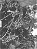 Vitis%20vinifera%20%27SV33-121-42%27