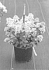 Hydrangea%20paniculata%20%27SMNHPSB%27