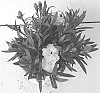 Dianthus%20caryophyllus%20%27KLEDP22351%27