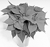 Euphorbia%20pulcherrima%20%27NPCW20347%27