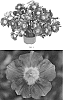 Petunia%20hybrida%20%27PEHY0057%27