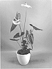 Anthurium%20andraeanum%20L.%20%27AN2169973%27