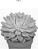 Echeveria%20elegans%20x%20pulidonis%20%27OVPEARLS10%27