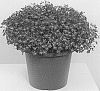 Lobelia%20erinus%20%27KLELE20100%27