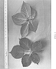 Rubus%20L.%20subgenus%20Rubus.%20%27DrisBlackTwentyEight%27
