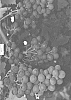 Vitis%20vinifera%20L.%20%27SV33-101-337%27