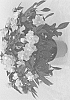 Impatiens%20hawkeri%20%27Dongiwirope%27