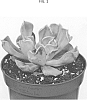 Echeveria%20lilacina%20%27OVPEARLS09%27