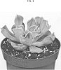 Echeveria%20lilacina%20%27OVPEARLS09%27