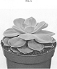 Echeveria%20gibbiflora%20%27OVPEARLS13%27