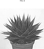 Aloe%20aristata%20%27OVROCKS09%27