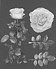 Rosa%20hybrida%20%27GEN%20R586%27