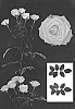 Rosa%20hybrida%20%27ESM%20R187%27