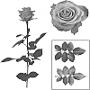 Rosa%20hybrida%20%27ESM%20R432%27