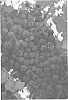 Vitis%20vinifera%20L.%20%27EJG%20One%27