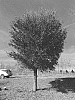 Quercus%20virginiana%20%27QVCCN%27
