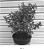 Symphoricarpos%20x%20doorenbosii%20%27KOLMASYWHI%27
