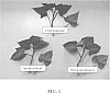 Ipomoea%20batatas%20%27Churakanasa%27