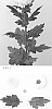 Chrysanthemum%20X%20morifolium%20%27DLFEVID1%27