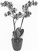 Phalaenopsis%20hybrida%20%27Mothers%20Finest%27