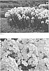 Phlox%20paniculata%20L.%20%27Backlight%27