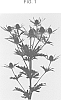 Eryngium%20L.%20alpinum%20%27GEN%20E001%27