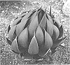 Manfreda%20x%20Agave%20hybrid%20%27Praying%20Hands%27