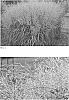 Panicum%20virgatum%20%28L.%29%20%27Niagara%20Falls%27