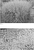Panicum%20virgatum%20%28L.%29%20%27Niagara%20Falls%27