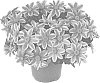 Bidens%20ferulifolia%20%27FSK17S45%27