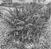 Buddleja%20davidii%20%27Botex%20001%27