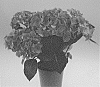 Hydrangea%20macrophylla%20%27SCHROLLA25%27