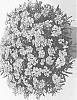 Iberis%20sempervirens%20%27DIBFRFLAL%27