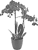 x%20Doritaenopsis%20%28Doritis%20x%20Phalaenopsis%29%20%27Street%20Parade%27