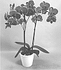 Phalaenopsis%20hybrid%20%27PHA393573%27