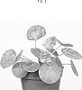Pilea%20peperomioides%20%27MOSPILMOJ%27