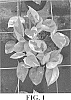 Epipremnum%20aureum%20%27Lemon%20Meringue%27