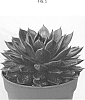 %28%28Echeveria%20pulidonis%20E.%20Walther%20x%20%28Echeveria%20gibbiflora%20x%20Echeveria%20elegans%29%29%20x%20Echeveria%20lilacina%20Kimnach%29%20x%20Echeveria%20agavoides%20%27AMIECH2101%27