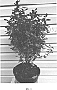 Symphoricarpos%20x%20doorenbosii%20%27KOLMAMOGO%27