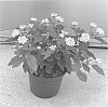 Lantana%20camara%20%27SAILAN002%27