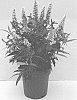 Buddleja%20davidii%20%27Botex%20003%27