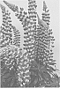 Lupinus%20hybrid%20%27ET%20LPN%20815%27