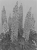 Lupinus%20hybrid%20%27ET%20LPN%20709%27
