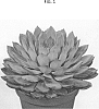 Echeveria%20pulidonis%20x%20gibbiflora%20%27OVPEARLS14%27