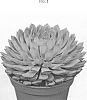 Echeveria%20pulidonis%20x%20gibbiflora%20%27OVPEARLS12%27