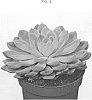Echeveria%20elegans%20x%20pulidonis%20%27OVPEARLS11%27