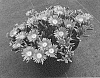 Delosperma%20nubigenum%20%27W1813%27