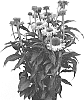 Echinacea%20hybrida%20%27IFECSSAG%27