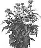 Echinacea%20hybrida%20%27IFECSSAG%27