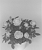Rosa%20hybrida%20%27KORpot109%27